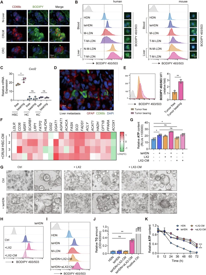 浸潤轉(zhuǎn)移性肝臟的低密度中性粒細胞具有更多脂滴，且該過程會因肝星狀細胞的誘導(dǎo)而進一步增強