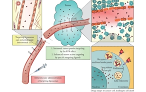 驅動多肽療法進化：新修飾、偶聯(lián)技術與多平臺的融合創(chuàng)新