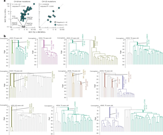 追溯長效造血干細胞克隆的起源 追溯長效造血干細胞克隆的起源