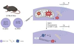 肥胖會(huì)改變脂肪組織中CD8+ T細(xì)胞的鐵代謝機(jī)制，從而加劇代謝性炎癥