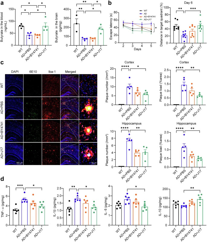 工程化產(chǎn)丁酸酵母（J17）可糾正丁酸缺乏，并改善APP23/PS45小鼠的阿爾茨海默癥相關(guān)表型
