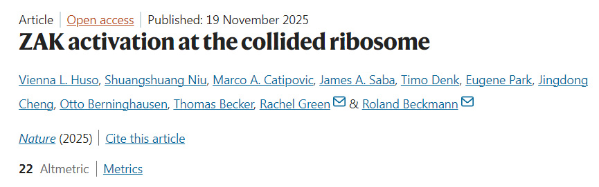 在碰撞核糖體處引發(fā)的ZAK激活