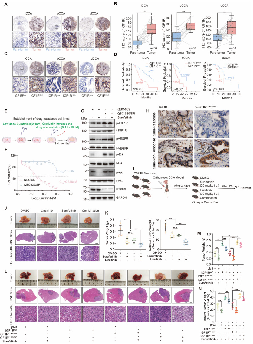 PTPN9-IGF1R介導(dǎo)TKI耐藥在膽管癌中的作用