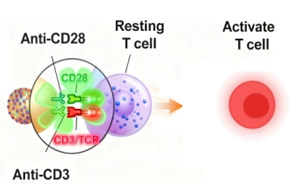 免疫細(xì)胞激活產(chǎn)品全覽：T細(xì)胞、NK細(xì)胞與DC細(xì)胞