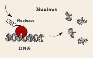 全能核酸酶，生物制品純化中的隱形衛(wèi)士