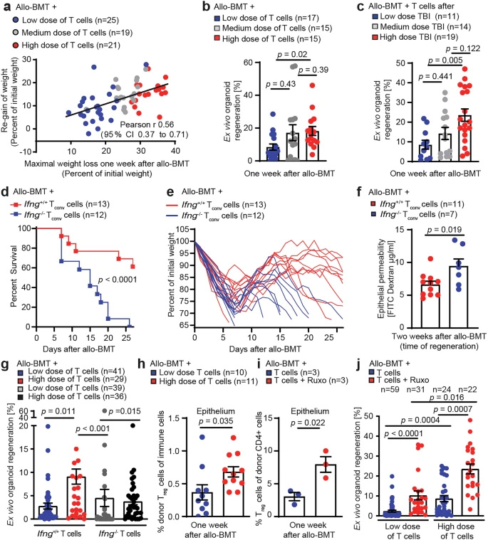 腸道組織的過度損傷與修復(fù)再生通過IFNγ和調(diào)節(jié)性T細胞形成雙向關(guān)聯(lián)