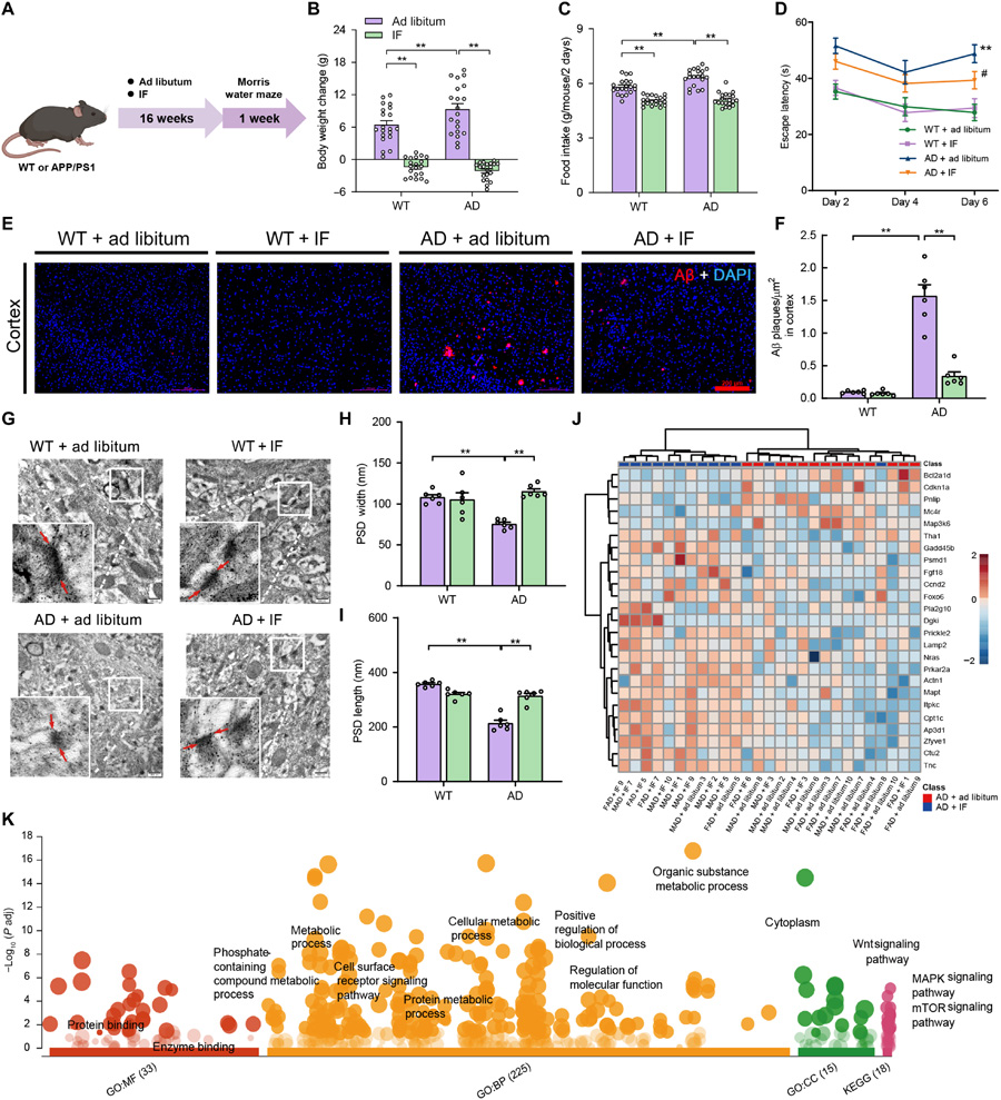 間歇性禁食減輕阿爾茨海默病模型小鼠的認(rèn)知障礙、減少β淀粉樣蛋白沉積，并保護(hù)其突觸超微結(jié)構(gòu)