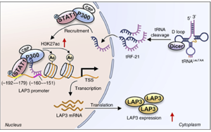 tRF-21LeuTAA 通過改變谷胱甘肽代謝酶來促進(jìn)氧化應(yīng)激，從而支持前列腺癌的進(jìn)展 開放獲取