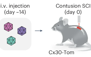 Nature子刊：脊髓損傷后神經(jīng)系統(tǒng)如何啟動(dòng)修復(fù)機(jī)制？