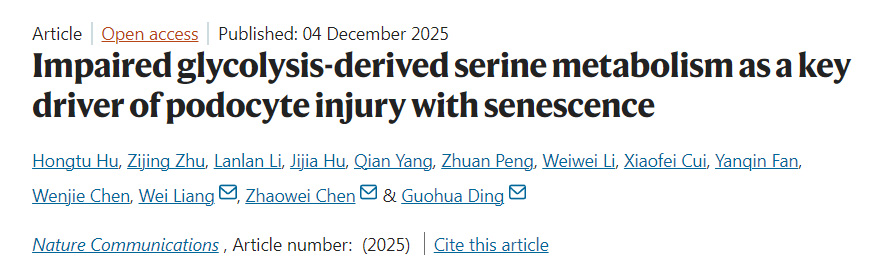 糖酵解途徑受損所致的絲氨酸代謝紊亂是足細(xì)胞衰老性損傷的關(guān)鍵驅(qū)動(dòng)因素