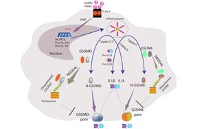 NEDD4L通過泛素化Gasdermin D/E抑制細(xì)胞焦亡：炎癥調(diào)控的新機(jī)制