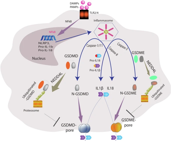 NEDD4L通過(guò)泛素化GSDMD與GSDME調(diào)控細(xì)胞焦亡