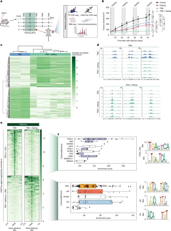 禁食可誘導經(jīng)他莫昔芬處理的異種移植瘤中組蛋白H3K27位乙?；l(fā)生改變