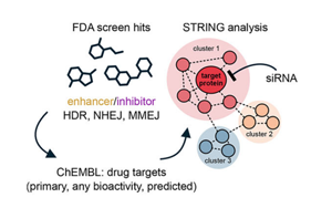 普通藥物可能會影響CRISPR治療結(jié)果和精確的癌癥治療