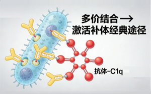 別低估了C1q，從補體起始分子到免疫穩(wěn)態(tài)調(diào)控者的認知躍遷