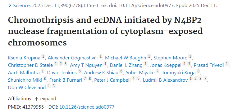 染色體碎裂與染色體外環(huán)狀DNA的形成由N4BP2核酸酶對胞質(zhì)暴露染色體的斷裂所引發(fā) 染色體碎裂與染色體外環(huán)狀DNA的形成由N4BP2核酸酶對胞質(zhì)暴露染色體的斷裂所引發(fā)