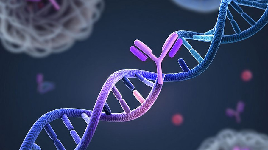 藥物靶點中發(fā)生的單個氨基酸改變可導(dǎo)致抗體療法失效 藥物靶點中發(fā)生的單個氨基酸改變可導(dǎo)致抗體療法失效