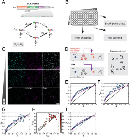 經(jīng)環(huán)己酰亞胺（CHX）處理后，S、P、k<sub>deg</sub>和k<sub>dil</sub>之間的關(guān)聯(lián)符合被動(dòng)適應(yīng)模型