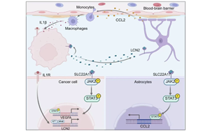 脂質(zhì)運(yùn)載蛋白-2通過腫瘤-微環(huán)境互作驅(qū)動肺癌腦轉(zhuǎn)移進(jìn)展