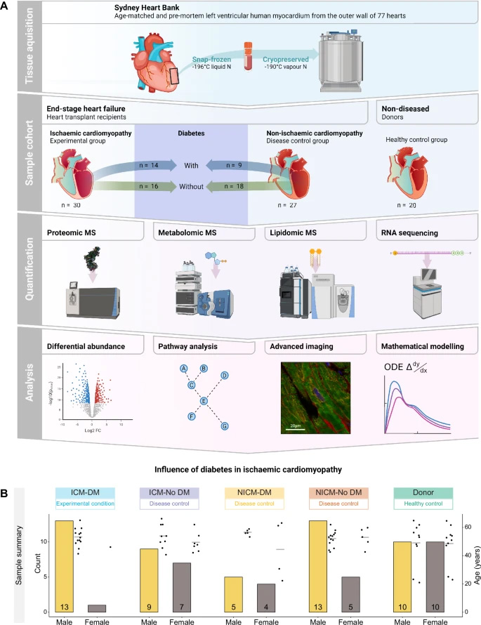 實(shí)驗(yàn)設(shè)計(jì)、工作流程與樣本概述