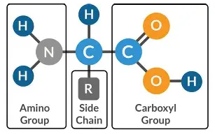 不同組合氨基酸在培養(yǎng)基中的應(yīng)用，一篇講透
