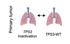 《自然遺傳學》：首次破譯了乳腺癌腦轉(zhuǎn)移的機制