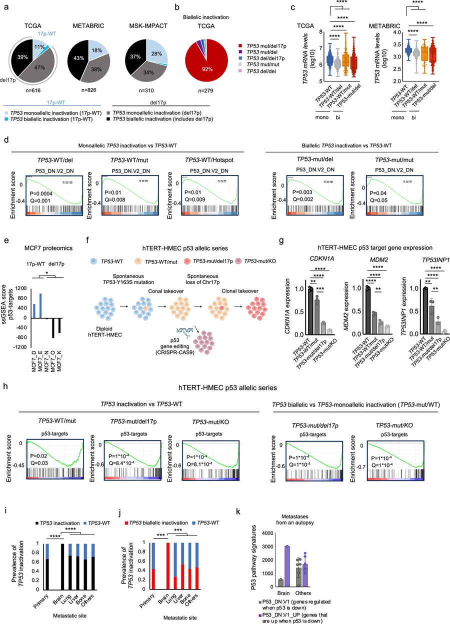 乳腺癌腦轉(zhuǎn)移中TP53基因擾動(dòng)的臨床數(shù)據(jù)分析 乳腺癌腦轉(zhuǎn)移中TP53基因擾動(dòng)的臨床數(shù)據(jù)分析