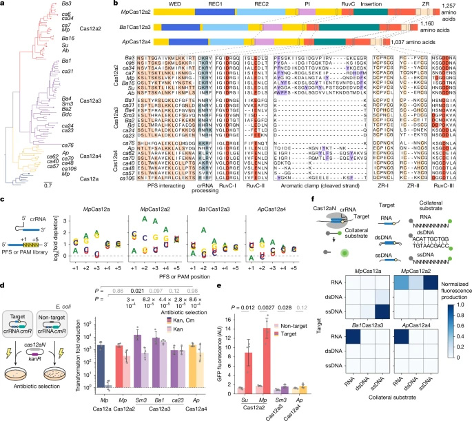 兩個(gè)與V型Cas12a2核酸酶相關(guān)的不同進(jìn)化分支，可被RNA激活并實(shí)現(xiàn)對RNA（而非DNA）的剪切功能