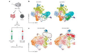 腸道菌群誘導(dǎo)的T細(xì)胞可塑性：微生物抗原模擬增強(qiáng)免疫檢查點(diǎn)阻斷療效的新機(jī)制