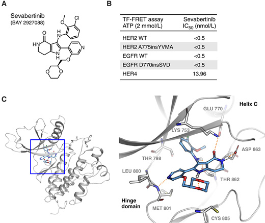 sevabertinib是一種針對HER2外顯子20插入突變的高效選擇性抑制劑 sevabertinib是一種針對HER2外顯子20插入突變的高效選擇性抑制劑