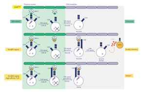 胸腺肽選擇性決定CD8+T細(xì)胞功能亞群分化的新機(jī)制：β5t肽與非β5t肽通過調(diào)控TCR信號(hào)持續(xù)性引導(dǎo)譜系命運(yùn)