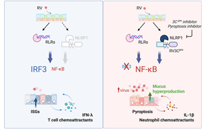 干擾素反應(yīng)是對(duì)抗鼻病毒感染的關(guān)鍵