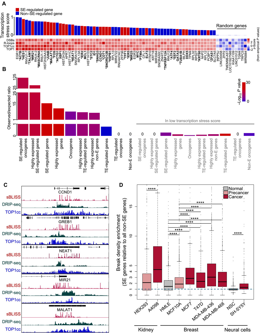 受超級增強子調(diào)控的致癌基因是主要的轉(zhuǎn)錄應(yīng)激位點
