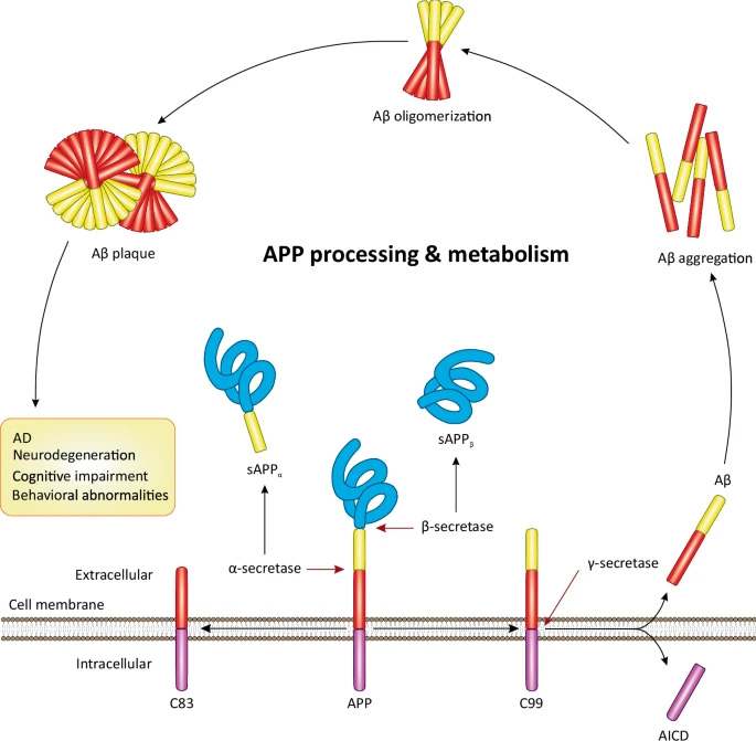 APP的加工與代謝概述