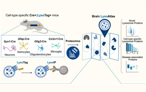 Cell：斯坦福團(tuán)隊(duì)首次繪制大腦的溶酶體蛋白圖譜