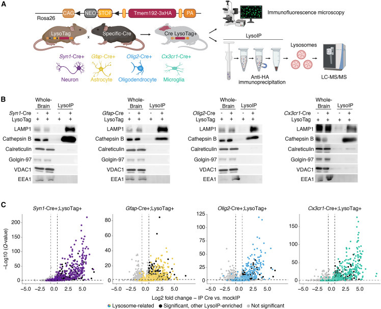 腦組織細(xì)胞類型特異性溶酶體分離技術(shù)
