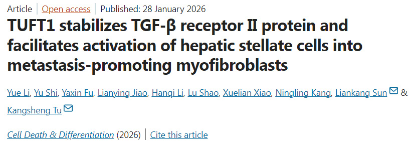 TUFT1可穩(wěn)定TGF-β受體II蛋白，并促進肝星狀細胞活化為具有轉(zhuǎn)移促進功能的肌成纖維細胞