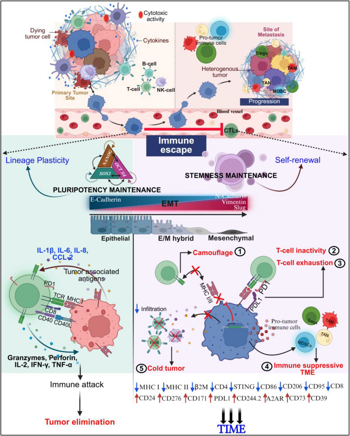 示意圖展示細胞可塑性在神經(jīng)母細胞瘤免疫逃逸中的作用