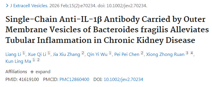脆弱擬桿菌外膜囊泡遞送單鏈抗IL-1β抗體減輕慢性腎臟病腎小管炎癥
