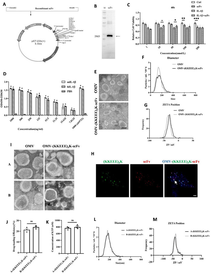 IL-1β單鏈抗體的制備及OMV-(KKEEE)3K-scFv融合蛋白的構(gòu)建
