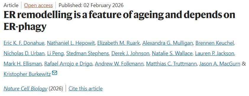 內(nèi)質(zhì)網(wǎng)重塑是衰老的一個(gè)特征，且取決于內(nèi)質(zhì)網(wǎng)自噬作用