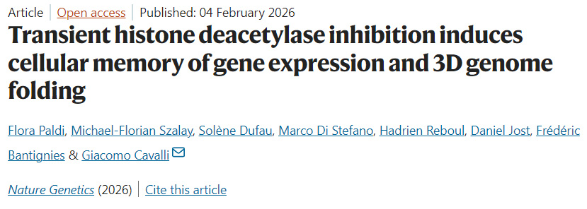 瞬時性組蛋白去乙酰化酶抑制可誘導(dǎo)基因表達與三維基因組折疊的細胞記憶形成