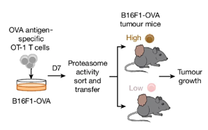 Nature：關(guān)閉這兩個(gè)轉(zhuǎn)錄因子可避免T細(xì)胞耗竭