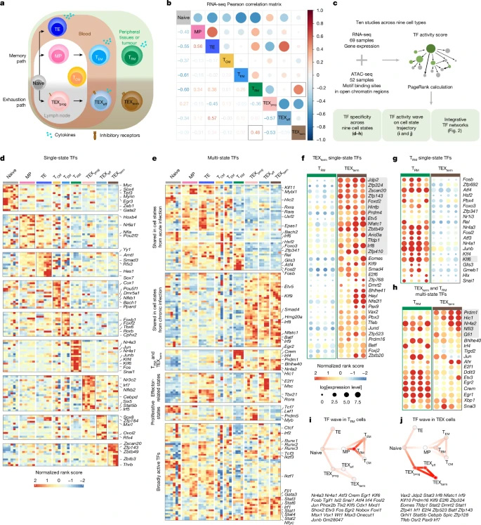 CD8+ T細(xì)胞分化狀態(tài)的轉(zhuǎn)錄與表觀基因組圖譜及轉(zhuǎn)錄因子鑒定流程 CD8+ T細(xì)胞分化狀態(tài)的轉(zhuǎn)錄與表觀基因組圖譜及轉(zhuǎn)錄因子鑒定流程