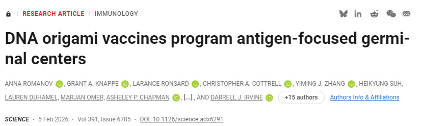 DNA折疊疫苗編程調(diào)控抗原聚焦型生發(fā)中心