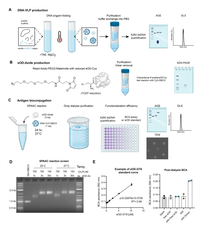 DNA病毒樣顆粒-eOD偶聯(lián)方法的合成流程與驗(yàn)證