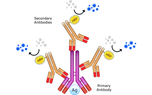 辣根過氧化物酶標記二抗在免疫診斷試劑中的應(yīng)用優(yōu)勢與評估
