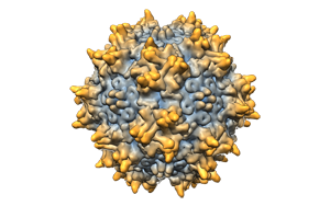 AAV載體全攻略：從細胞感染到動物模型的高效應(yīng)用指南