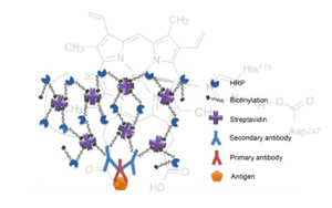 HRP/ALP標記SA在診斷試劑中的應(yīng)用及評價