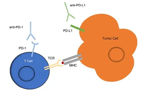 PD-1抑制劑與PD-L1抑制劑在實(shí)體瘤患者中的療效和安全性比較：一項(xiàng)系統(tǒng)綜述和薈萃分析